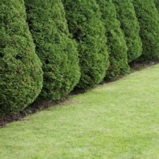 Plantation de haie sur à Mascouche - Vert l