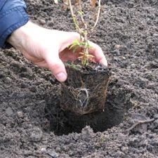 Plantation de vivaces à Rosemère - Vert l